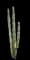 Totem Pole Cactus — design image 12