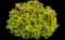 Japanese Spiraea — design image 14