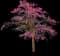 Pink Silk Floss Tree — design image 2