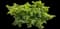 Prince of Wales Creeping Juniper — design image 1