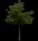 Indian Almond — design image 6