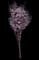 Amanogawa Flowering Cherry — design image 1