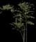 Elderberry Plants — design image 3