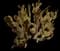 Bunny Ears Cactus — design image 4