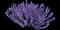Catnip — design image 7