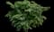 Emerald Spreader® Japanese Yew — design image 5