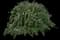 Tuscan Rosemary — design image 1
