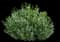 Greenfinity Cherry Laurel Shrub — design image 1