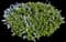 Skylark California Lilac — design image 1