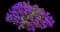 Cascade Purple Rockcress — design image 2