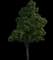 American Linden — design image 1