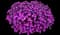 Pink Fire™ Cheddar Pink — design image 6