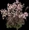 Midnight Masquerade Beardtongue (Penstemon) — design image 1