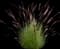 Fountain Grass (Pennisetum) — design image 1