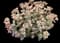 Orpine — design image 1