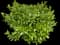 Brown Gardenia — design image 1
