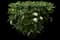 Leatherleaf Viburnum — design image 5