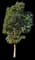 Box Elder Maple — design image 2