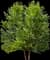 Heritage® River Birch — design image 3