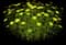 Moonbeam Threadleaf Tickseed — design image 4