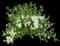 Yuki Snowflake® Deutzia — design image 1