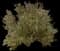 Red Oleander — design image 7
