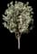 Spring Snow Flowering Crabapple Tree — design image 4