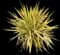 Yucca filamentosa — design image 7