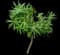 Leafy spurge — design image 2