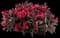 Electric Love® Weigela — design image 1