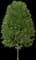 European Hornbeam — design image 6