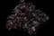 Purple Prince Alternanthera — design image 2