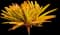 Orangeade Bromeliad — design image 3