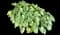 Heartleaf Brunnera — design image 4