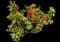 Flame of the Woods — design image 6