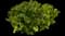 Evergreen Japanese Euonymus Shrub — design image 10