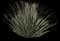 Desert Spoon — design image 27