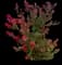 Crape Myrtle Trees — design image 7
