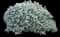 Silver Edged Horehound — design image 2