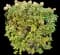 Panicle Hydrangea — design image 22