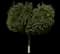 Coast Live Oak — design image 3