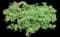 Juniper Bush — design image 2