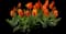 Tulip 'Flair Single Early' — design image 1