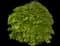 Waterfall Japanese Maple Tree — design image 1