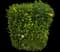 Tropical Hibiscus Tree — design image 3