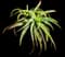 Torch Aloe — design image 10