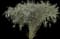 Bottlebrush Plants — design image 1