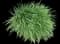 Society Garlic Plant — design image 3