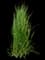 Feather Reed Grass — design image 15