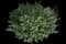 Catnip — design image 10